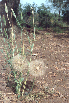 Barba di becco