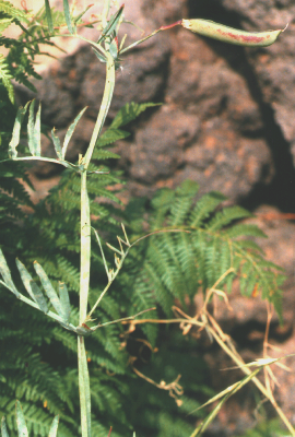 Cicerchia porporina