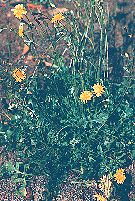 Radicchiella