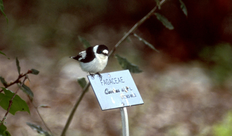 balia dal collare