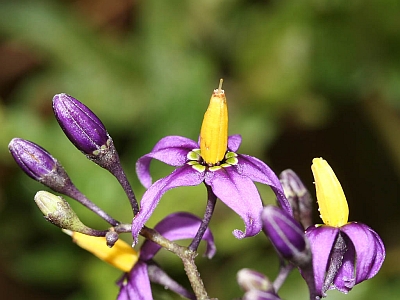 Solanum dulcamara