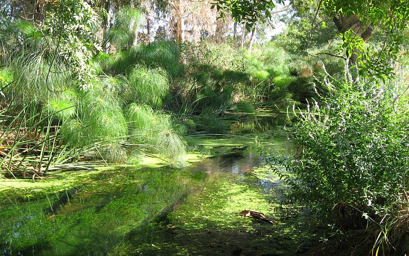 il fiume Ciane