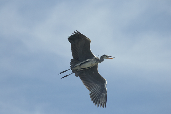 Ardea cinerea