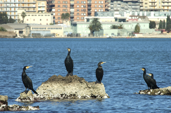 Cormorano