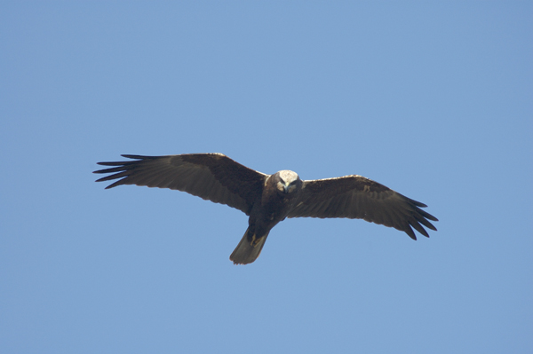 Falco di palude