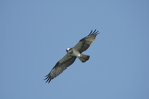 Falco pescatore