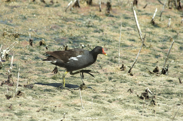 Gallinella d