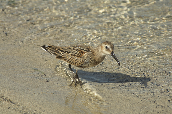 Piovanello pancianera