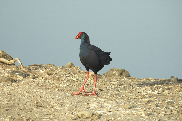 Pollo sultano