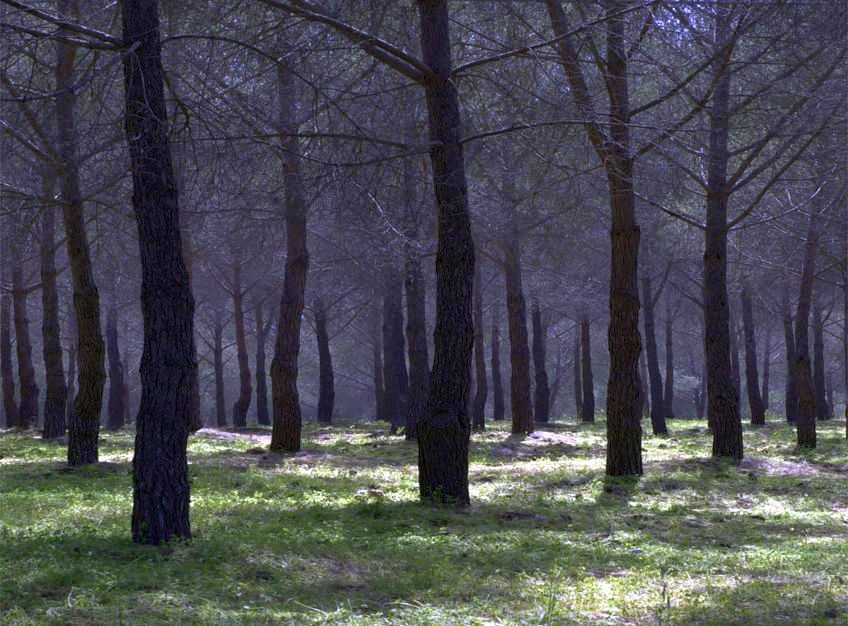 Bosco di Santo Pietro - Caltagirone